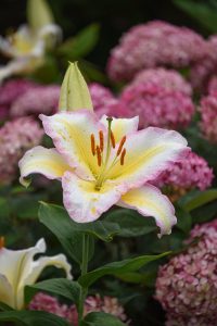 Tricolor lily, a pink, white, and yellow lily surrounded by pink hydrangea