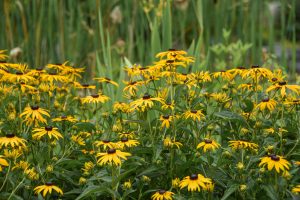 Goldsturm orange coneflower, a group of yellow-orange coneflowers