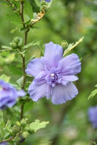 Blue Chiffon® rose-of-Sharon, a blue-purple flowering rose-of-sharon tree/bush, close up image of the flower