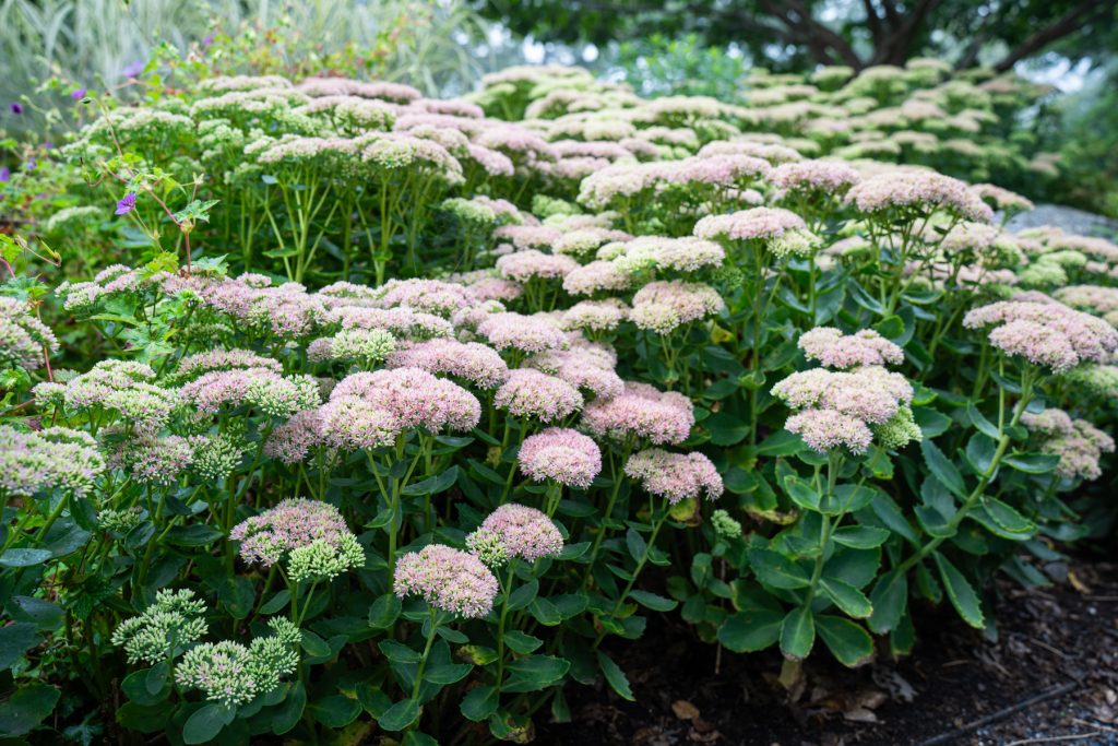 Autumn fire stonecrop 00088