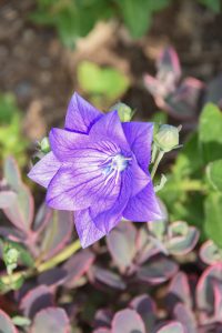 Double Blue balloon flower, a purple-blue flower with double blooming petals