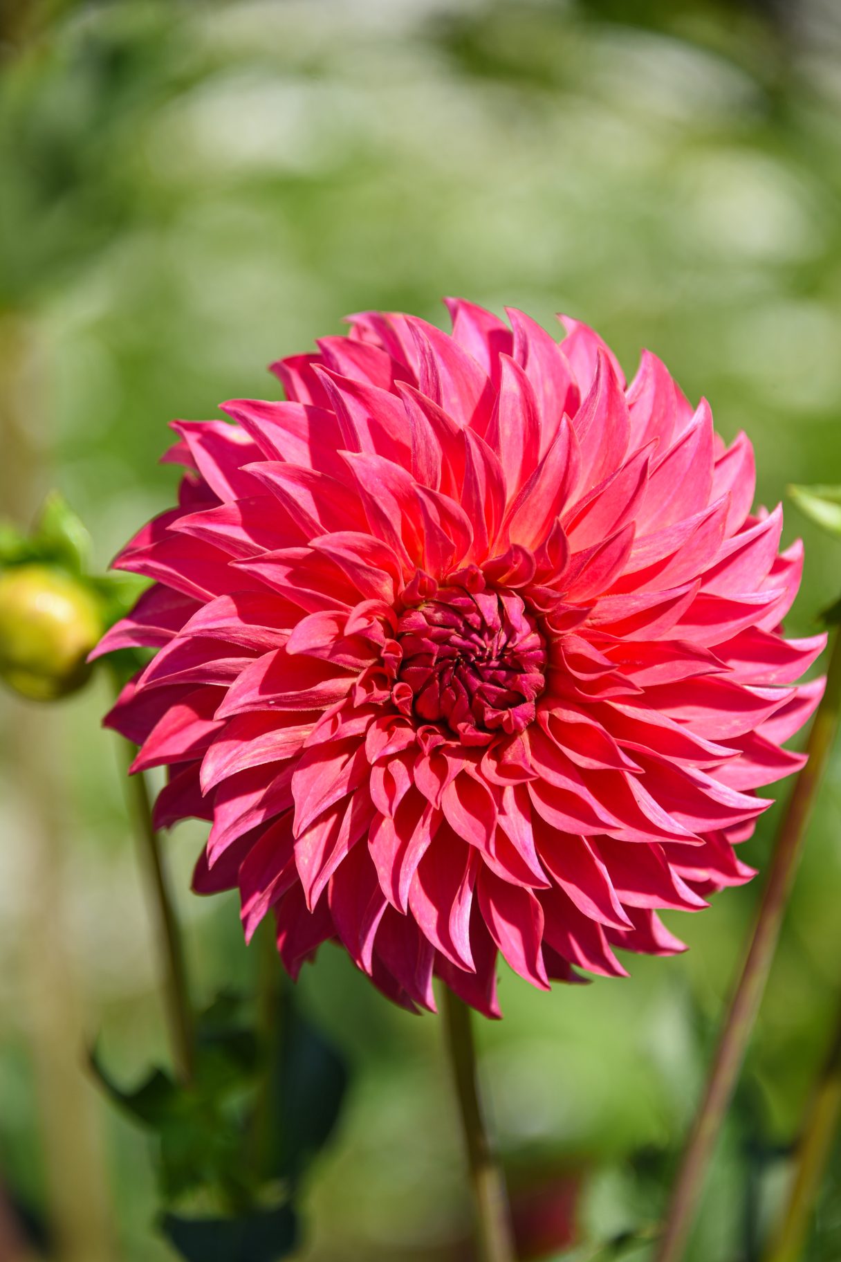 Pink Dahlia