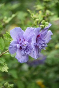 Blue Chiffon® rose-of-Sharon, blue-purple flowers on a tree