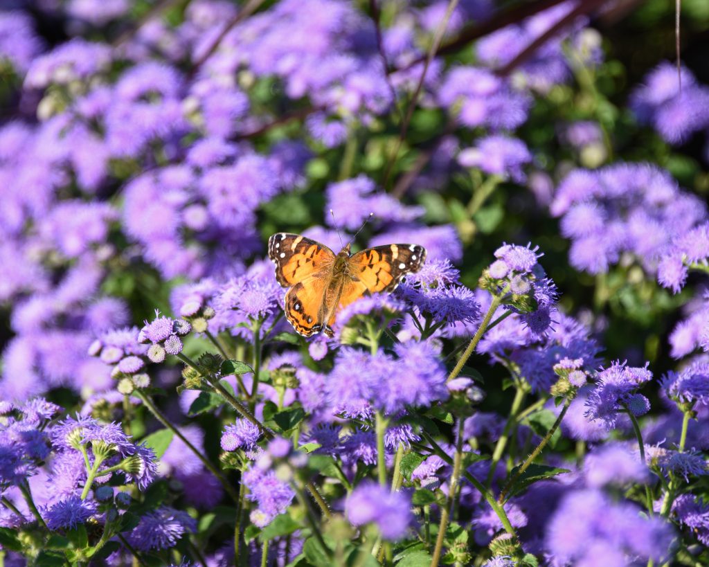 Purple flowers with a butterfly on them