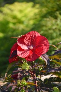 Midnight Marvel hibiscus, red flowers on a dark reddish-green leaves