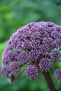 Angelica gigas, a tall deep maroon flowering plant, native to Korea