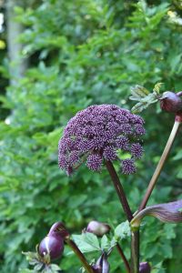 Angelica, tall dark reddish-pink-purple flowers