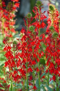 Cardinal flower, tall red flowering plants that are about three feet tall