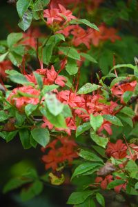 Plumleaf azalea, a reddish-orange flowering azalea with small green leaves