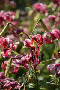 Black Beauty lily, tall small pink lilies that face downward