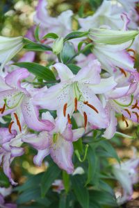 Zora lily, white and pink lily