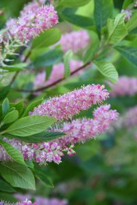 Ruby Spice summersweet, a pink and white flowering bush whose flowers are long like fingers