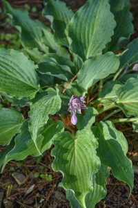 Shadowland® hosta - a solid green leaved hosta with unique light purple flowers