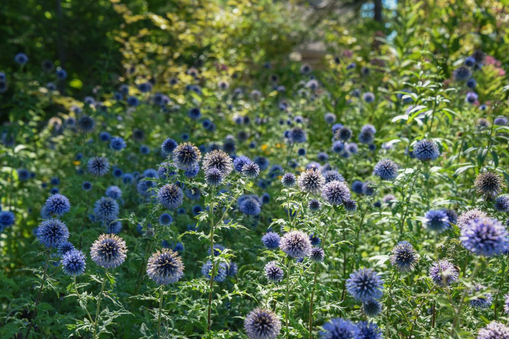 Small globe thistle, small blue orb like flowers