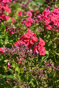 Red Riding Hood garden phlox, a group of reddish-pink flowers on a thin stem