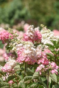 BERRY WHITE® panicled hydrangea, a white and pink flowering hydrangea