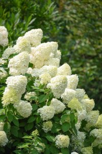 Limelight panicled hydrangea, a tree form of hydrangea with big fluffy white blossoms