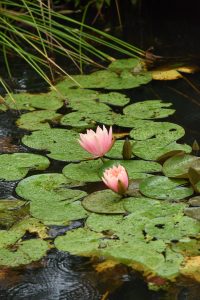 Colorado water lily, a pink water lily surrounded by lilypads