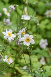 WILD SWAN™ anemone, a small white flower on top of a small green stem