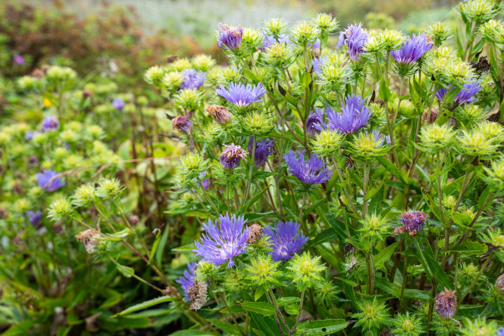 Honeysong Purple Stokes aster 00117