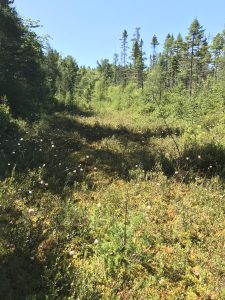 A low-lying wetland area full of native plants and surrounded by trees.