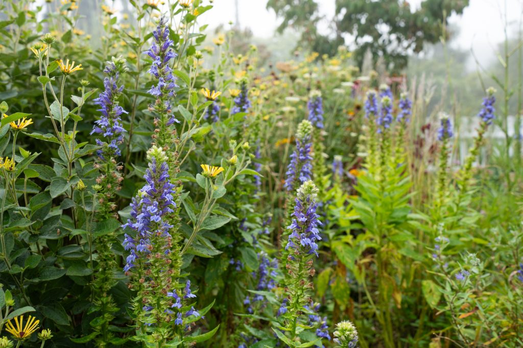 blue lobelia sweet coneflower 00124