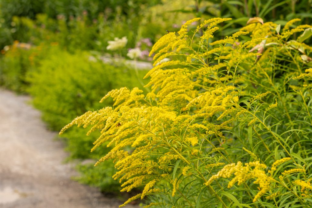 A cluster of yellow goldenrod at the edge of a dirt pathway at Coastal Maine Botanical Gardens.