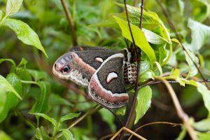 A large brown moth with white spots and light brown bands near its wings hangs on a small branch of a green shrub.