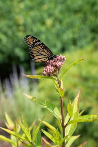 Monarch butterfly feeding on a stem of pink swamp milkweed at Coastal Maine Botanical Gardens.