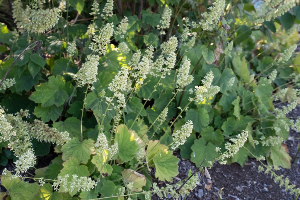 Autumn Bride Heuchera 09878