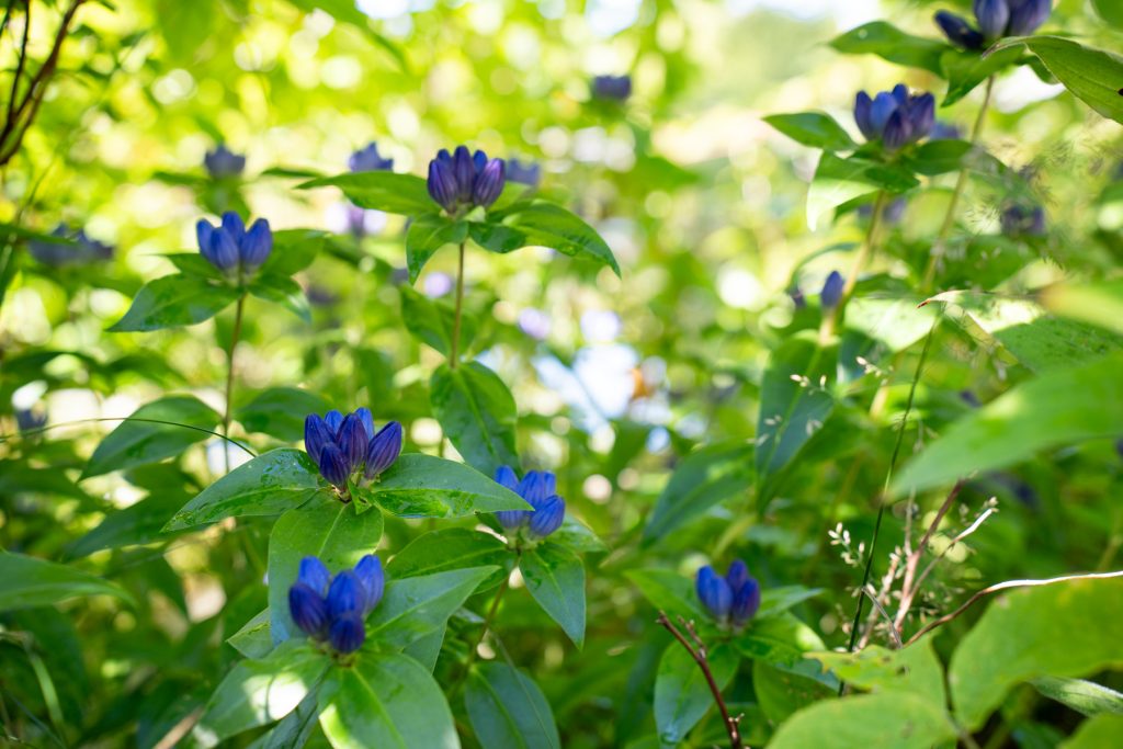 Gentiana 09915