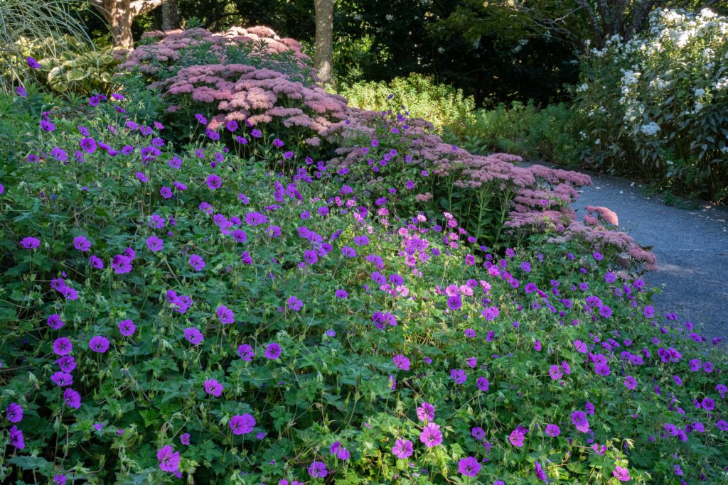 Geranium 'Pink Penny' 09937