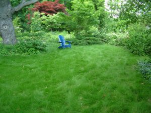 A lush and green lawn.