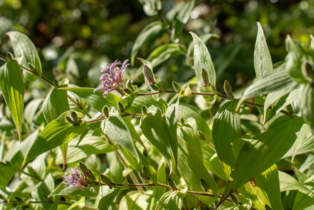 Miyazaki toad lily 00533