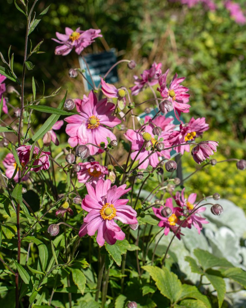 anenome 09956