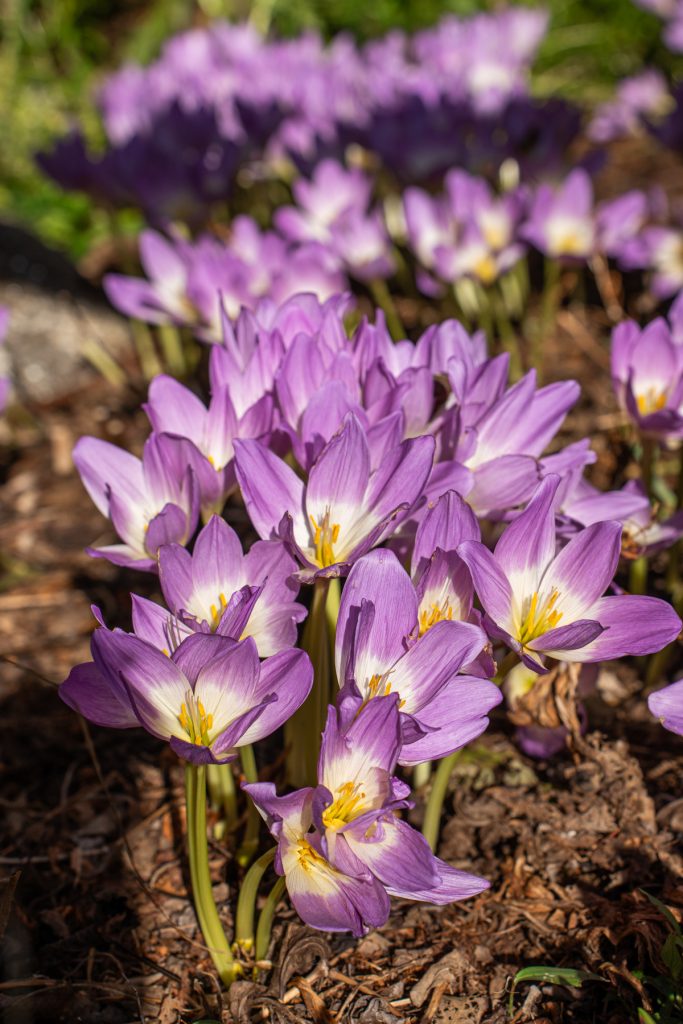 crocus 00529