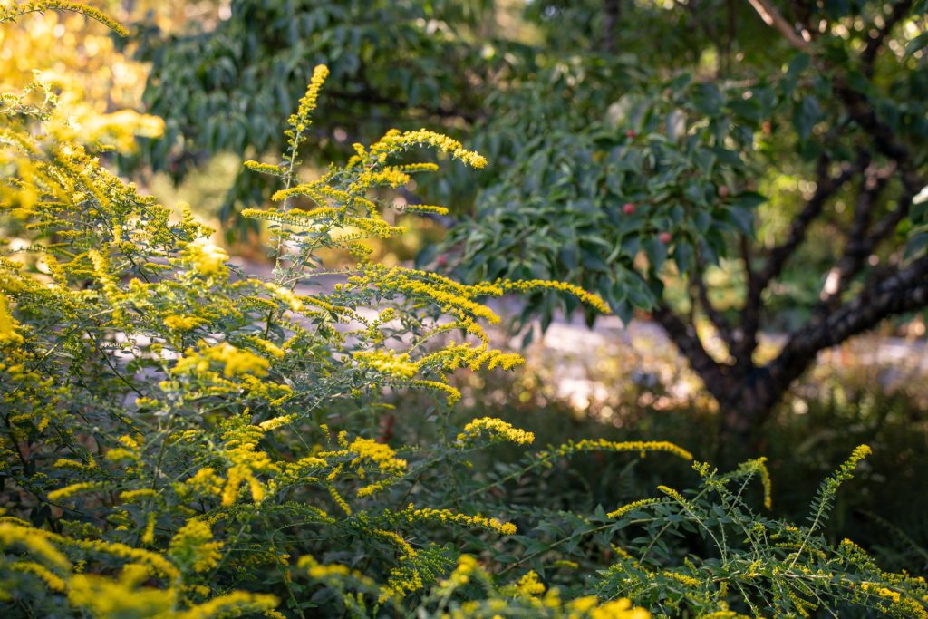 firewords solidago 00552