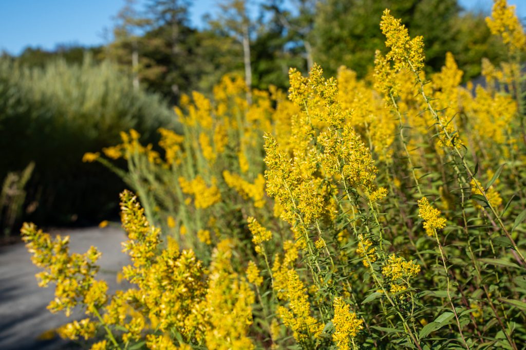 goldenrod 00505