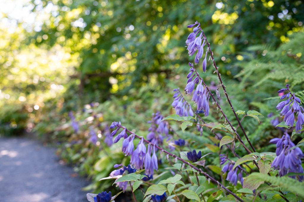 hosta 09919