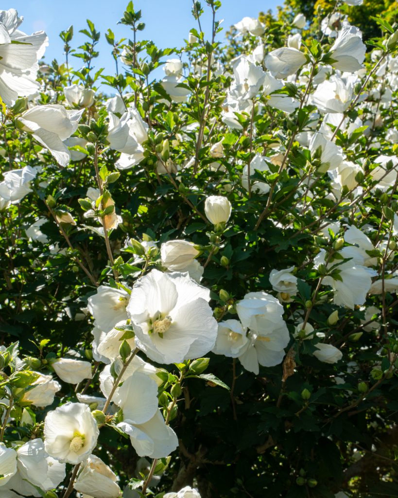 rose of sharon 09936