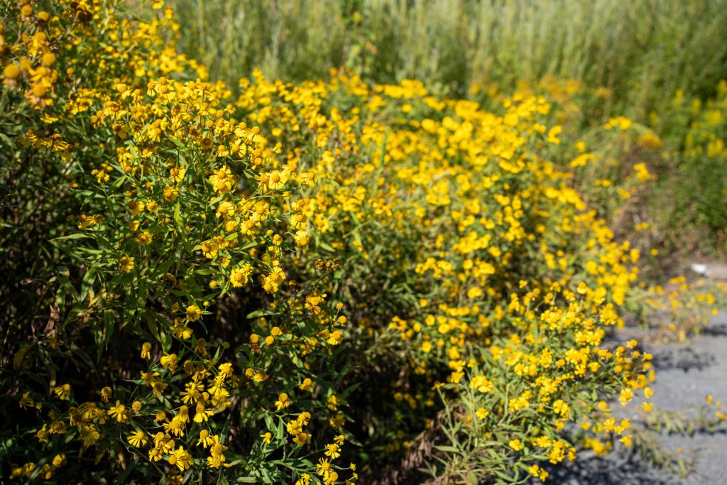 sneezeweed 09873