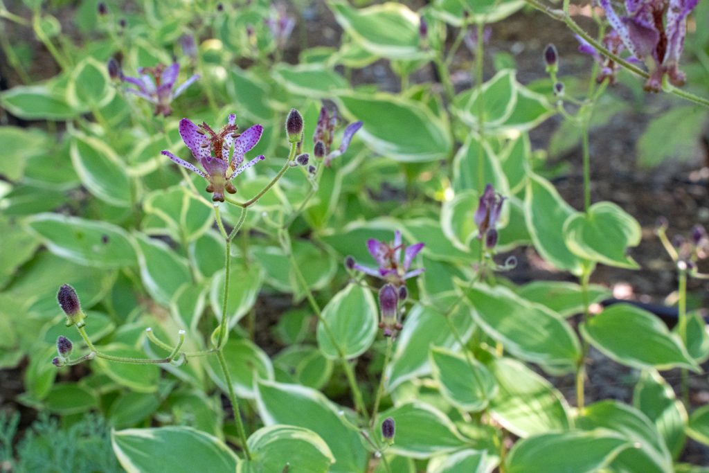 toad lily 09932