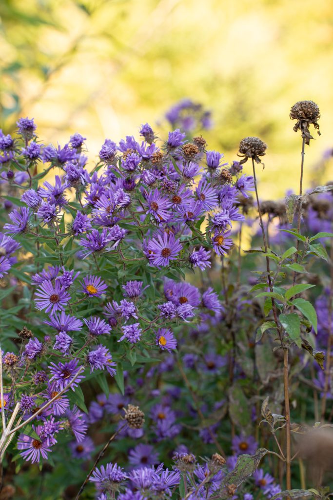 new england aster 00509