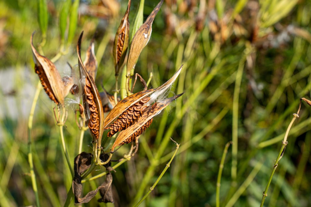 Milkweed Seed 00213