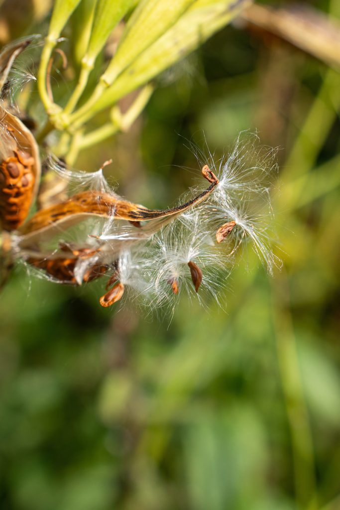 Milkweed Seed 00215