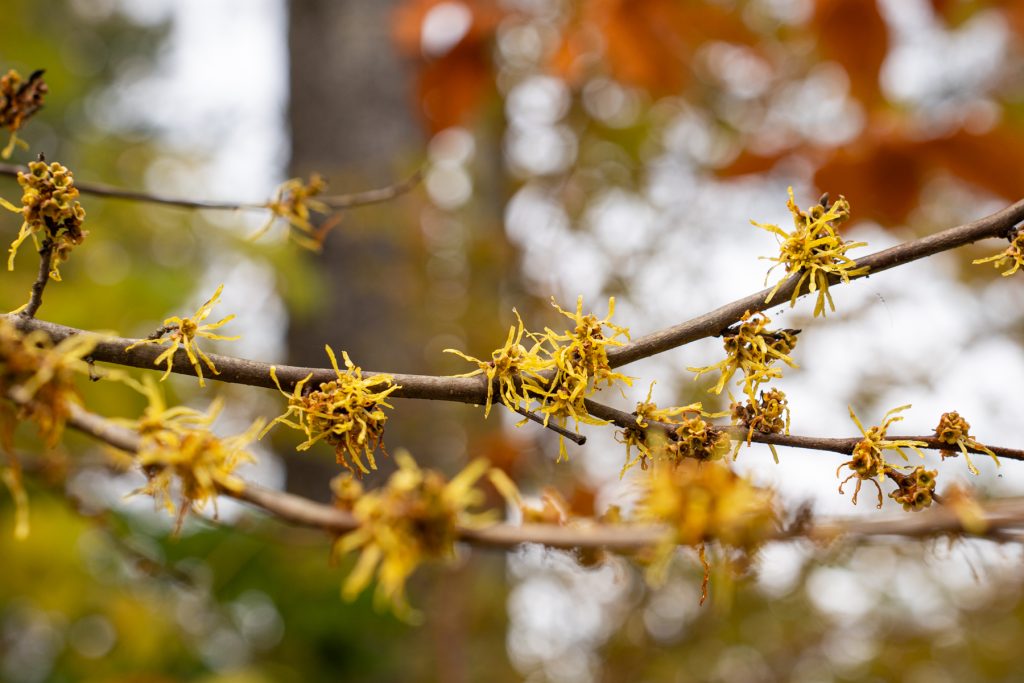 witchhazel 01254