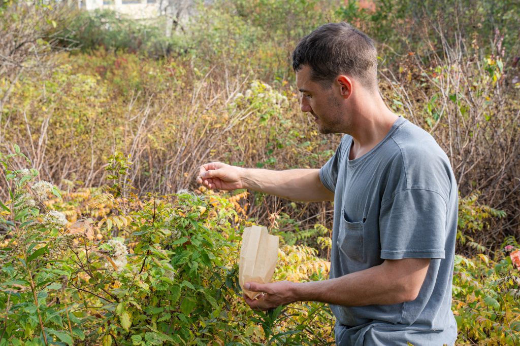 seed collecting 00927