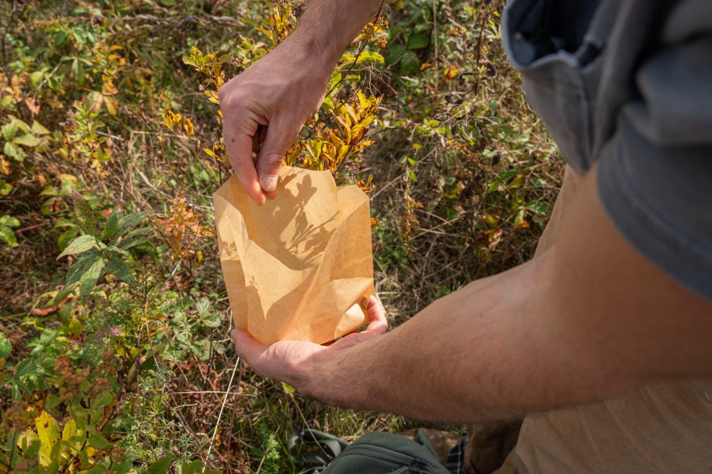 seed collecting for Northeast Seed Network 00885