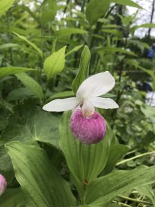 Sing Lady Slipper