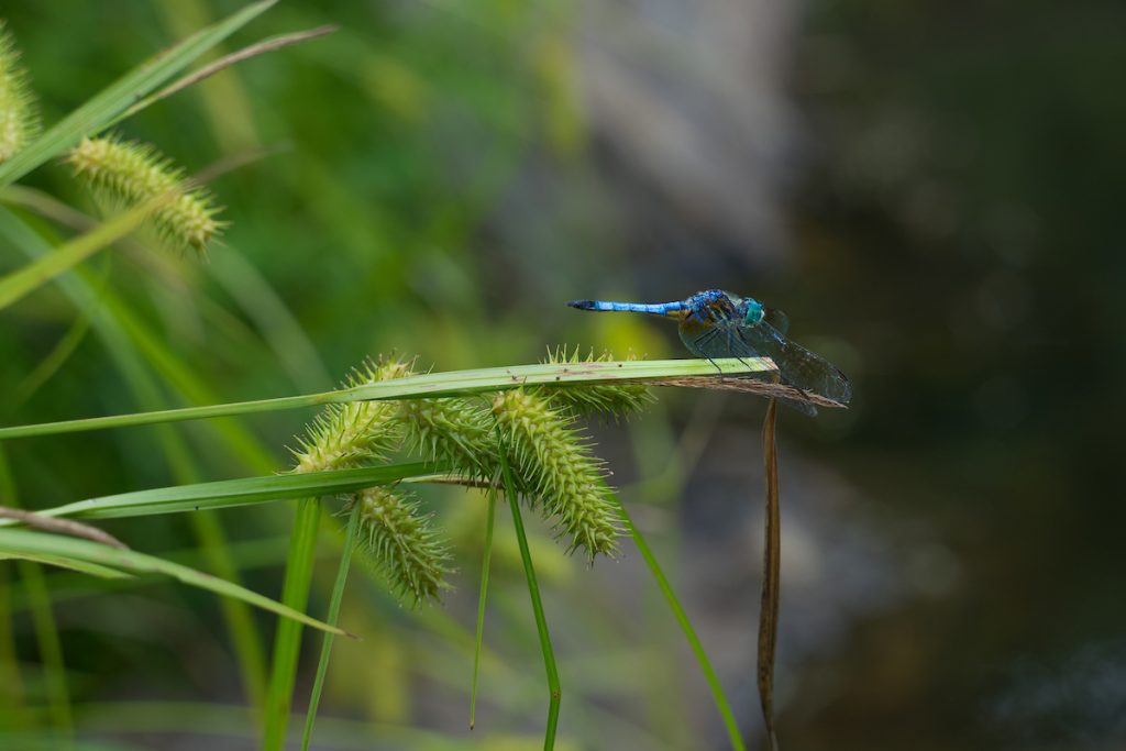 Dragonfly DSC02453